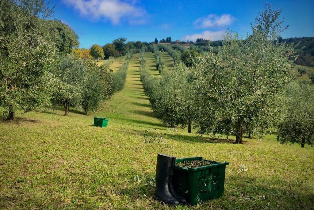 La Casina Della Quercia, Your Tuscan Oak Tree House Osteria Delle Noci Zewnętrze zdjęcie