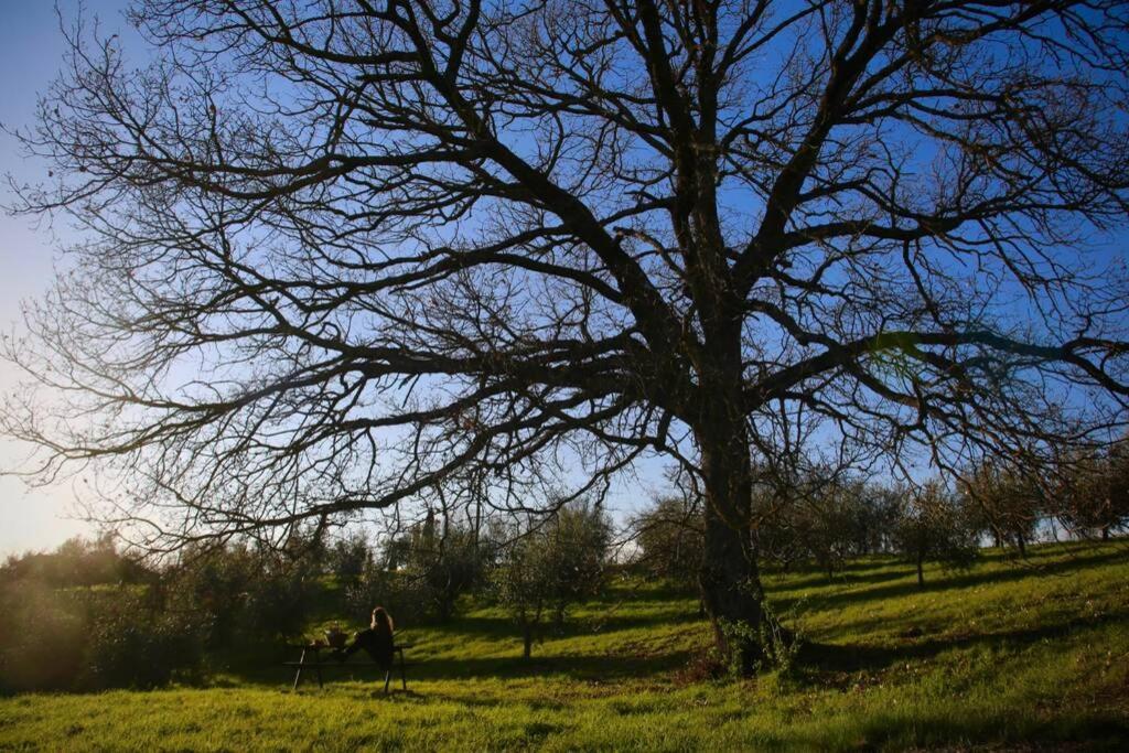 La Casina Della Quercia, Your Tuscan Oak Tree House Osteria Delle Noci Zewnętrze zdjęcie